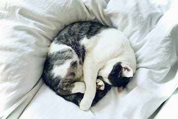 white and black cat lying on white textile